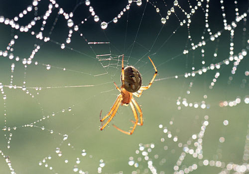 蜘蛛不进食的原因有哪些
