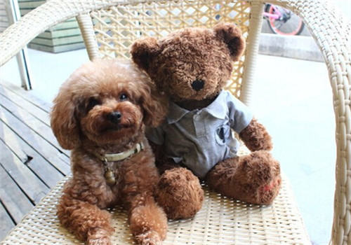 犬肠套叠的防治