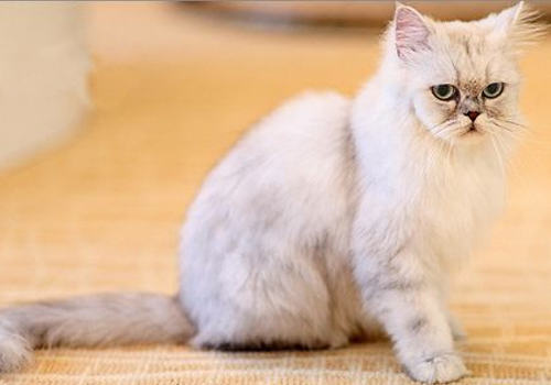 猫传染性鼻气管炎是如何传染的