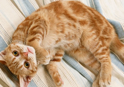 美国硬毛猫的性格特点