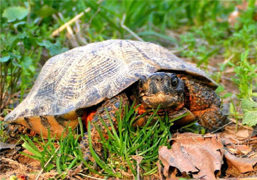 木雕水龟的生活环境