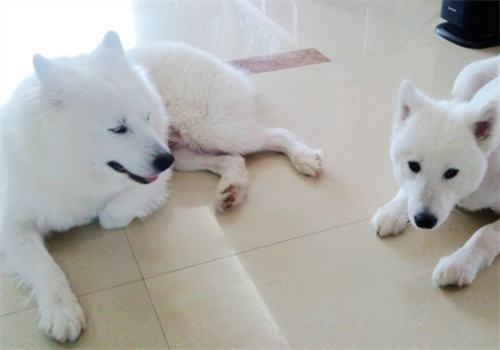 关于狗狗剃毛的那些事