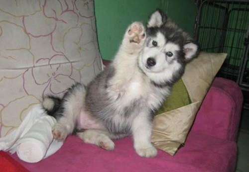 如何护理阿拉斯加犬的毛发 如何护理阿拉斯加犬的毛发