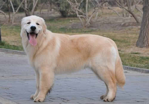 金毛犬有口臭怎么办