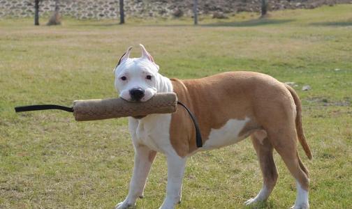 斯塔福犬好养吗？斯塔福犬饲养