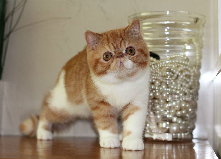 如何选购英国短毛猫,英国短毛猫选购小技巧 如何选购英国短毛猫,英国短毛猫选购小技巧