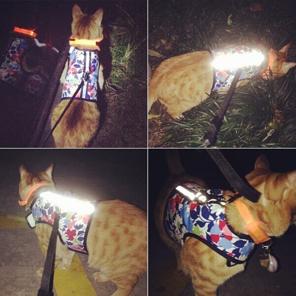 我的遛猫日记（上）