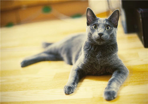 猫咪感染弓形虫的症状