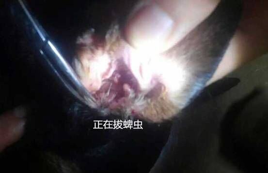 犬猫常见的寄生虫——蜱、蚤和虱