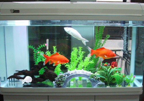 水族箱的选购要点