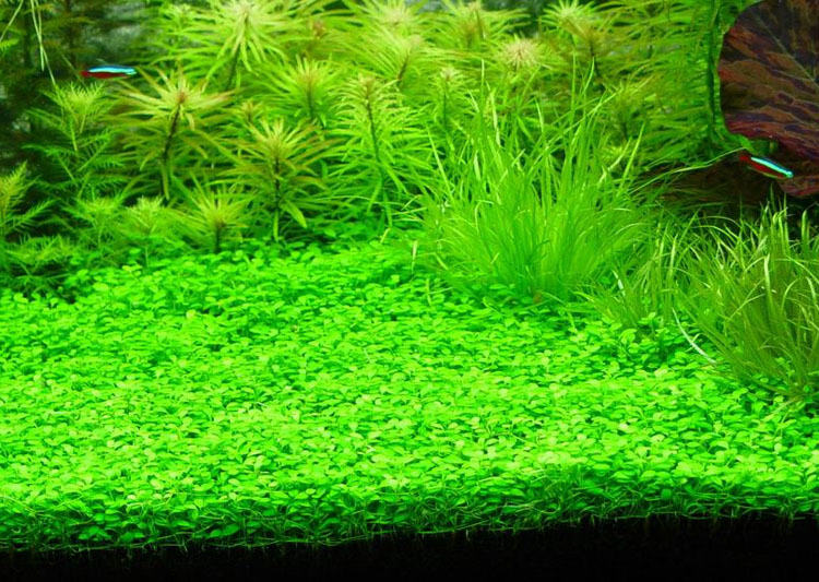 水草营养过多时会出现的症状