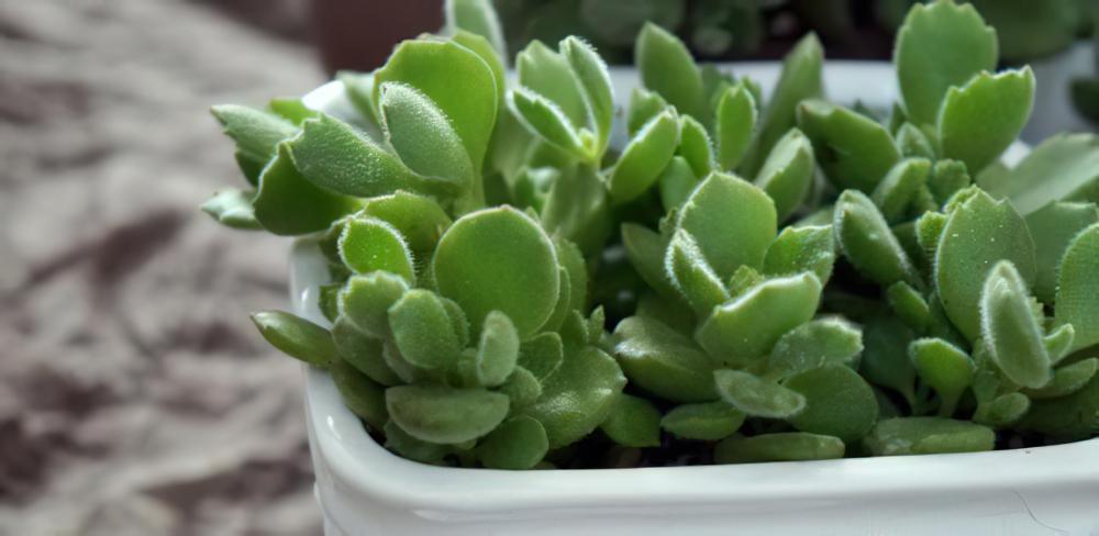 专业养熊三年有余：为被世人冤枉的多肉植物小熊（熊童子）正名