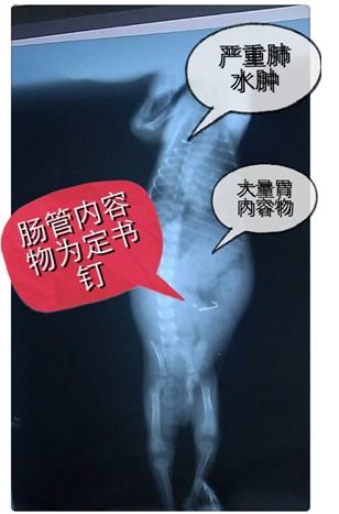 一例泰迪犬吃”多”了的恶果病例 一例泰迪犬吃”多”了的恶果病例