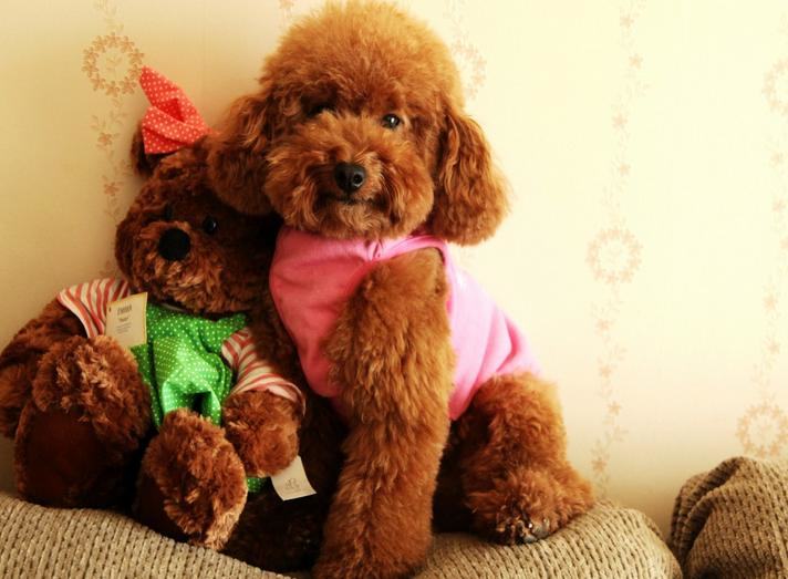 上班族该怎么样好宠物犬呢 上班族该怎么样好宠物犬呢