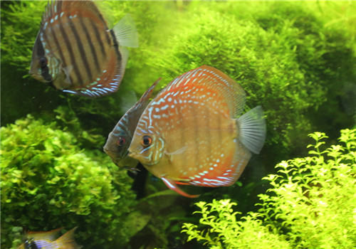 七彩神仙鱼的饲养难点