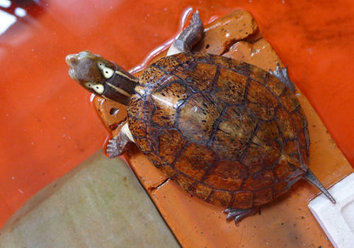 导致宠物龟流鼻涕的原因