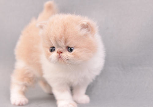 圈养猫咪冬天可不可以不洗澡