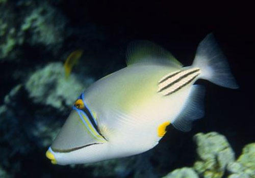 炮弹鱼类热带鱼饲养方法