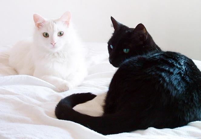 猫咪眼睛有哪些颜色 猫咪眼睛有哪些颜色