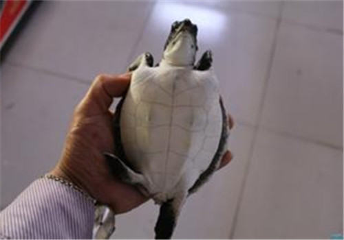 淡化海龟的真真假假