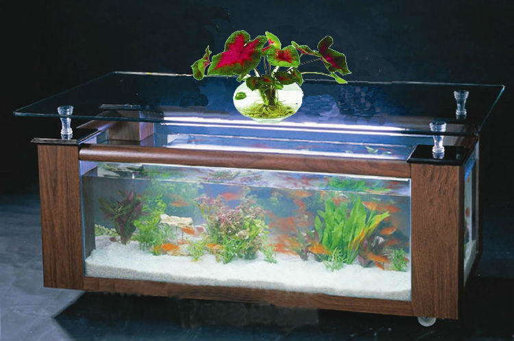 水族箱如何保证合适的光照