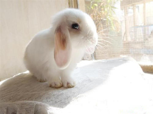 如何训练垂耳兔上厕所