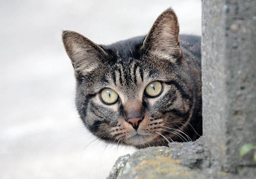 猫咪有多聪明之看脸色行事