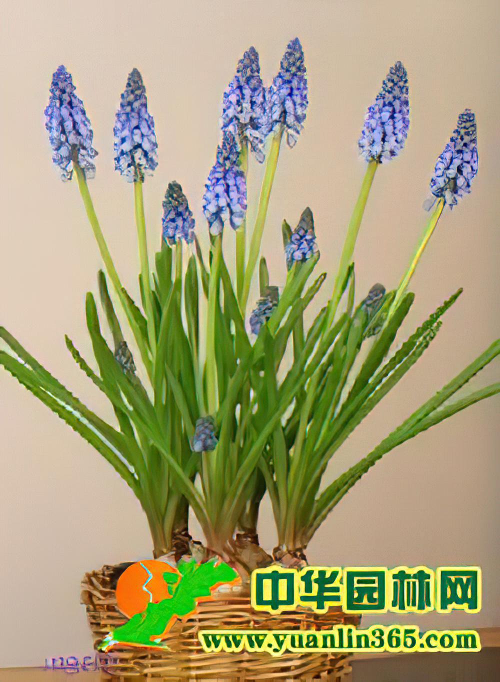 风信子的花语和象征代表意义：感谢你、热情