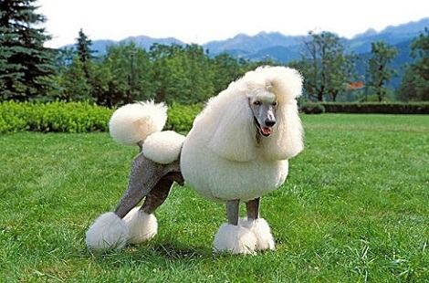 想开一家宠物店,前期需要投入多少钱? 想开一家宠物店,前期需要投入多少钱?