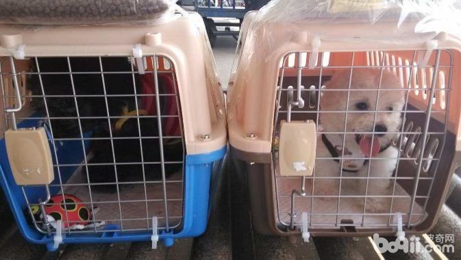 宠物怎么托运?宠物托运多少钱? 宠物怎么托运?宠物托运多少钱?