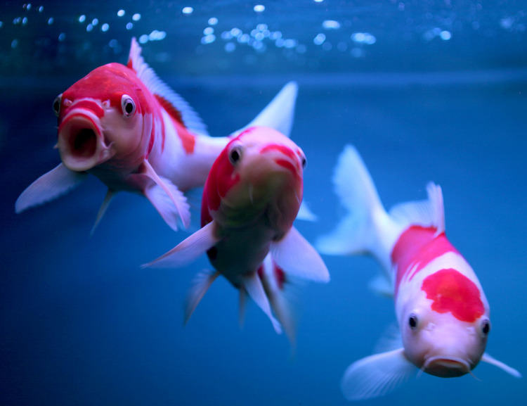 水族箱缸顶过滤器的特点分析