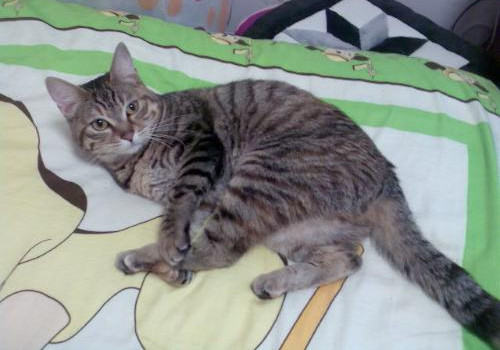 猫咪口炎的诊断与症状