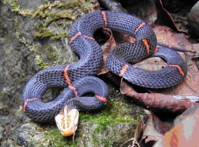 白头蝰的环境简介 白头蝰的环境简介