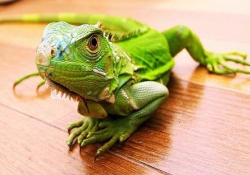 除了猫狗还有什么宠物?小宠介绍 除了猫狗还有什么宠物?小宠介绍