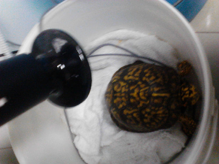 宠物龟加温过冬的几种方法介绍