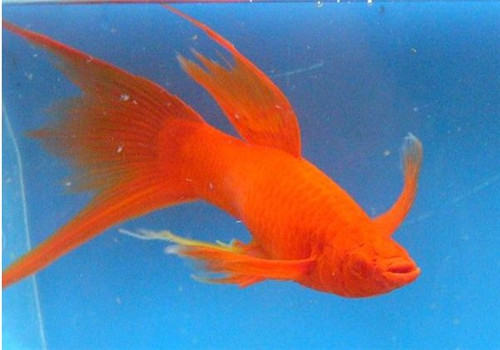 红剑鱼吃什么比较好？