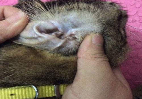 给家里猫咪耳道的检查以及清理方法