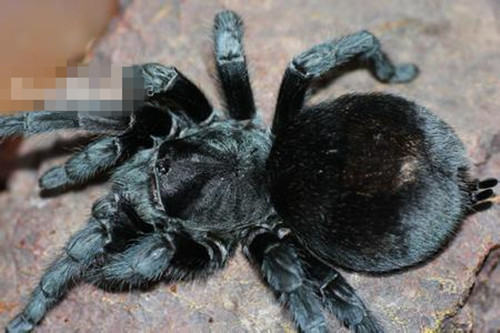 巴西黑的饲养环境要求