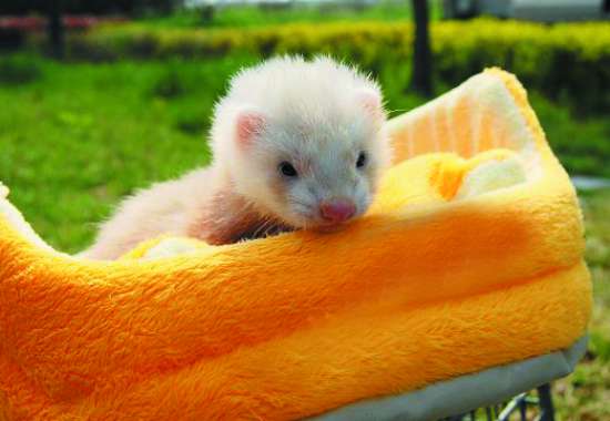 如何为宠物貂挑选饲料 如何为宠物貂挑选饲料