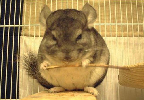 如何处理龙猫的恶习