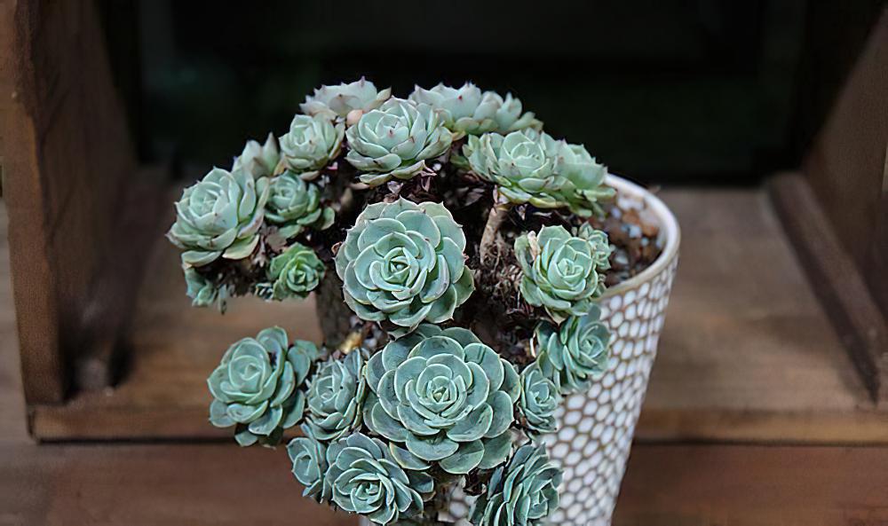 玉蝶（玉碟） Echeveria secunda var. glauca