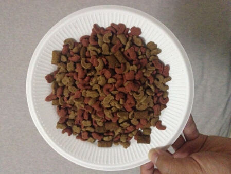 断奶猫咪如何喂食