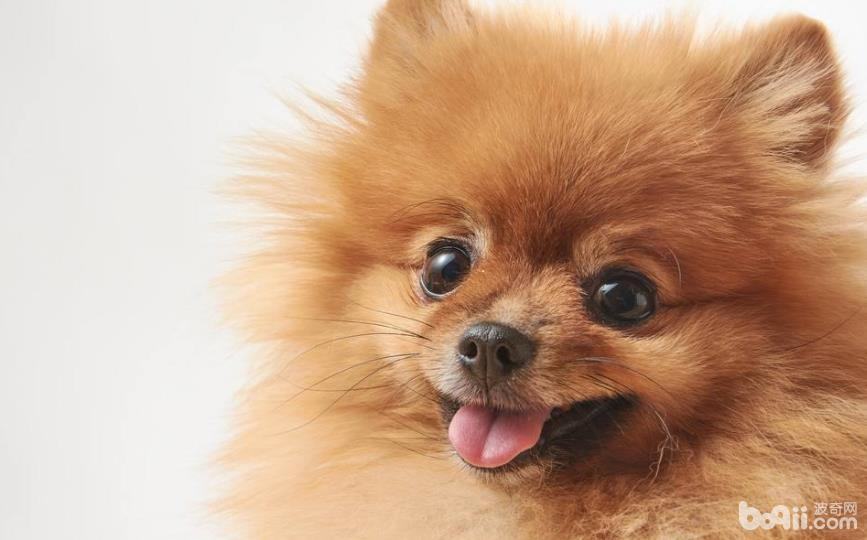 适合公寓饲养的小型犬有哪些?小型犬推荐 适合公寓饲养的小型犬有哪些?小型犬推荐