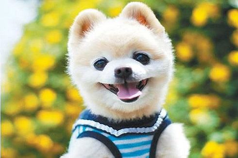 俊介狗狗多少钱一只?俊介犬价格 俊介狗狗多少钱一只?俊介犬价格