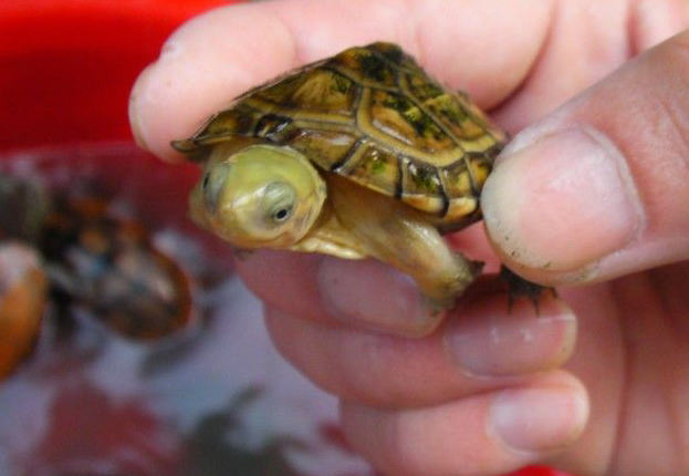 新手饲养水龟的正确方法