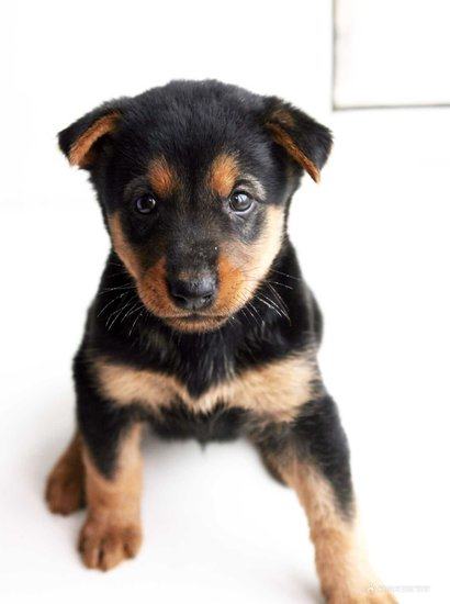 喂养杜宾幼犬的注意事项