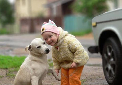 孩子害怕狗狗怎么办