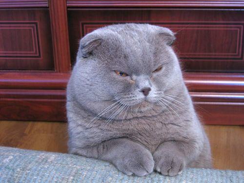 猫咪太胖并不是好事