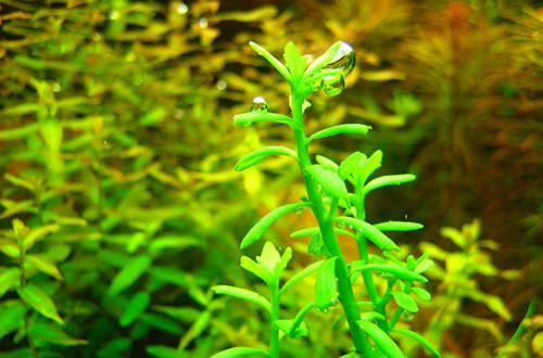 解析水草“转水”的意义