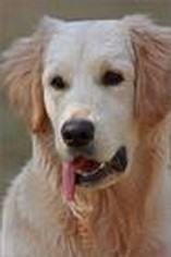 狗狗产后抽搐怎么办 狗狗产后抽搐怎么办